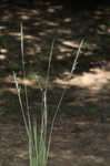 Silver beardgrass